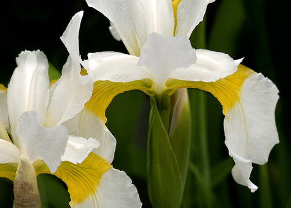 HORIZ Butter Iris